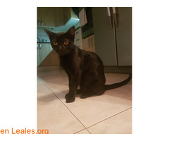 KRATOS Y ZELDA en adopción responsable