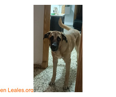 Perrita de 1 año busca hogar / 1