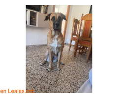 Perrita de 1 año busca hogar / 2