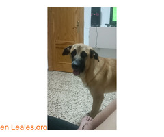 Perrita de 1 año busca hogar / 3