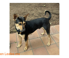 Lucci busca un nuevo hogar!