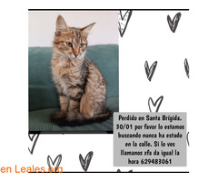 Gata perdida en Santa Brígida