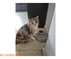 Gata abandonada/perdida / 2