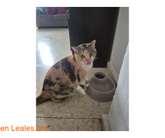 Gata abandonada/perdida / 3