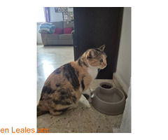 Gata abandonada/perdida / 4