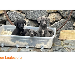 Cachorros abandonados, buscan familia / 1