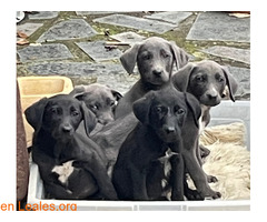 Cachorros abandonados, buscan familia / 2