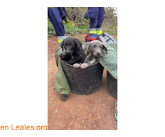 Cachorros abandonados, buscan familia / 3