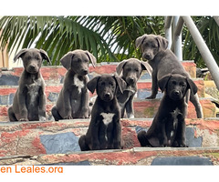 Cachorros abandonados, buscan familia / 4