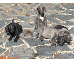 Cachorros abandonados, buscan familia / 5