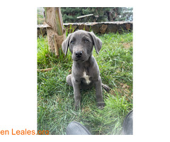 Cachorros abandonados, buscan familia / 6