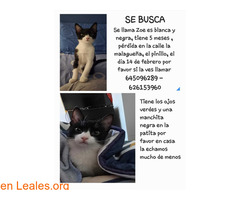 Gatita pérdida en guía de isora