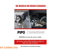 PIPO PERDIDO en Telde