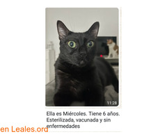 En adopción conjunta