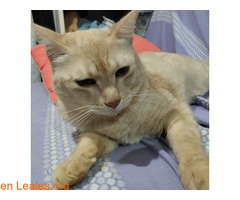 Gato desaparecido - YA EN CASA / 3