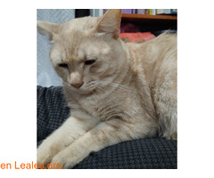 Gato desaparecido - YA EN CASA / 4