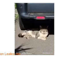 Gato macho