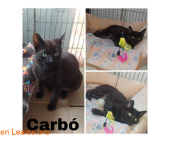 Carbó en adopción / 1