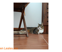 Busco un hogar / 3