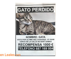 Gata perdida en calle Sant Damas, Palma