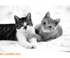 Chloe y Leo buscan una familia