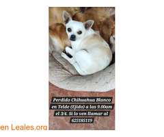 Chihuahua ya en casa