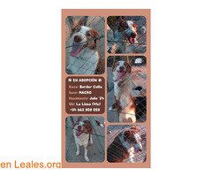 Macho Border Collie, 7 meses