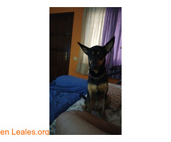 En adopción