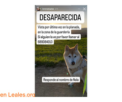 Perra perdida en Sabadell