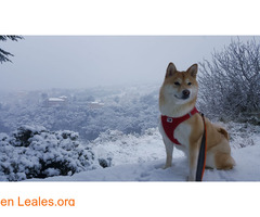 Nala - Shiba inu
