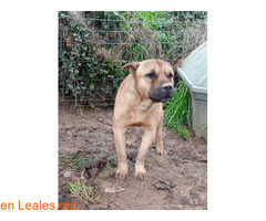 Rex en adopción
