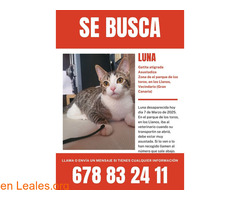 Gatita perdida