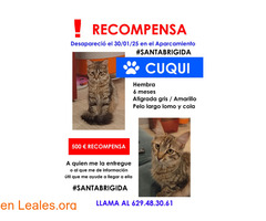Gata perdida en Santa Brígida