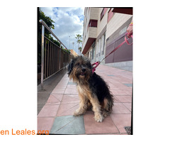 Macho en Las Palmas / 1