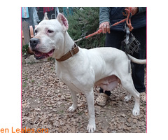 Kira en adopción / 1