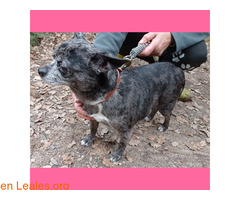 Chiquichiqui en adopcion / 1