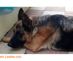 perdida y con tratamiento veterinario