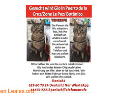GIO perdido en el Puerto de la Cruz / 2