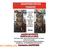 GIO perdido en el Puerto de la Cruz / 3
