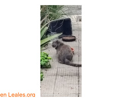 Encontrado gato / 1