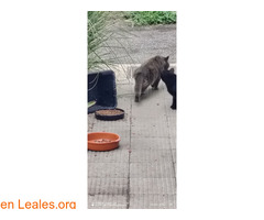 Encontrado gato / 2