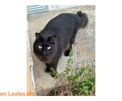 PERDIDO GATO PELO LARGO Y NEGRO EN GRAUS