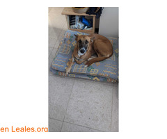 Púa busca hogar / 2