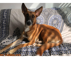 Púa busca hogar / 3