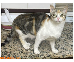 GATITA PERDIDA EN CAMBRILS / 1
