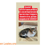 GATITA PERDIDA EN CAMBRILS / 2