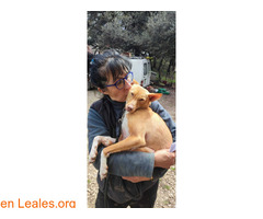 Cuquito en adopción / 1