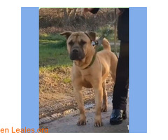 Rex en adopcion / 1