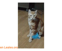 Gato Perdido / 3