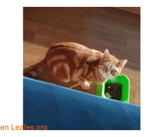 Gato Perdido / 4